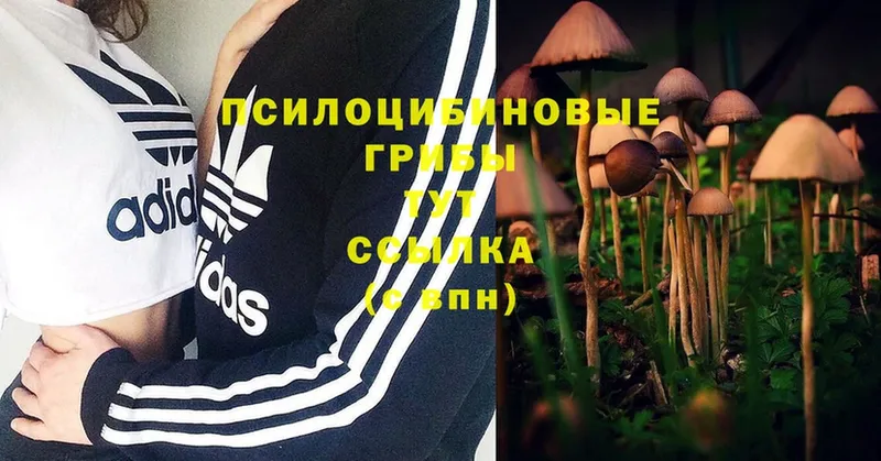 купить  цена  Красавино  Галлюциногенные грибы MAGIC MUSHROOMS 